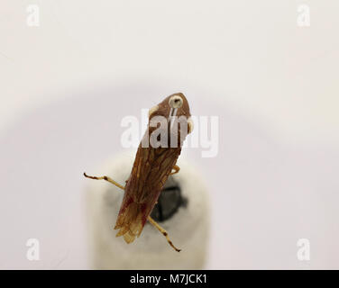 Cette image représente Tettigonia ichthyocephala, une espèce de grillon connue pour sa grande taille et son aspect distinctif. On le trouve dans diverses régions d'Europe et d'Afrique du Nord. Banque D'Images