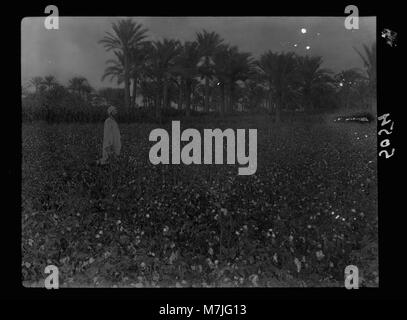 Cette photographie montre un champ de coton égyptien, en particulier Gossypium Peruvianum, prêt à être récolté, reflétant l’importance agricole de l’Égypte dans l’industrie du coton. Banque D'Images