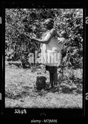 Dans les plantations de la colonie du Kenya. Native Woman picking café avec bébé au dos LOC.17607 matpc Banque D'Images