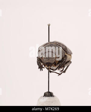 Leucopholis irrorata est une espèce de coléoptère de la famille des Cerambycidae, connue pour ses caractéristiques physiques uniques et son rôle écologique en tant que foreuse, souvent trouvée dans les forêts. Banque D'Images