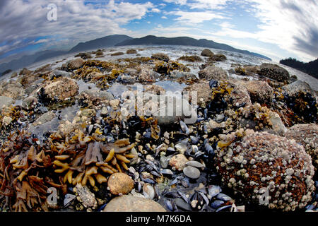 Le varech, les moules et les balanes sont visibles à marée basse dans la baie Howe, British Columbia, Canada. Banque D'Images