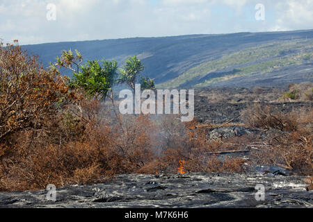 Ce nouveau lave pahoehoe découlant de Kilauea est l'incendie d'une forêt déjà isolé par une ancienne Pahoehoe flow près de Kalapana, Big Island, Hawaii. Banque D'Images