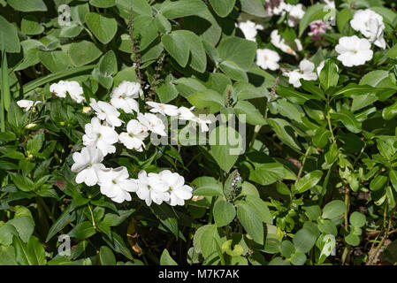 Les fleurs blanches d'une Guinée Impatiens (Impatiens hawkeri) dans un jardin à Sydney. Normalement, l'amour de l'ombre de nouvelles races sont maintenant plus sun tolérant. Banque D'Images