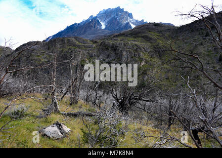 Des pics de montagne et les forêts de lengas brûlé des arbres dans la Cordon Olguin, Parc National Torres del Paine, Patagonie, Chili Banque D'Images