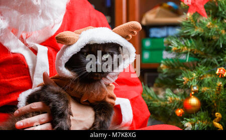 Photo de chat noir en costume de cerfs au Santa's arms Banque D'Images