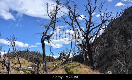 Des pics de montagne et les forêts de lengas brûlé des arbres dans la Cordon Olguin, Parc National Torres del Paine, Patagonie, Chili Banque D'Images