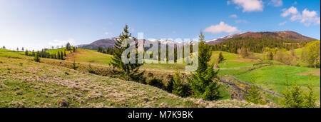 Panorama de paysage montagneux au printemps. beau paysage avec des arbres sur les pentes herbeuses de l'épinette. crête de montagne avec des sommets enneigés au loin Banque D'Images