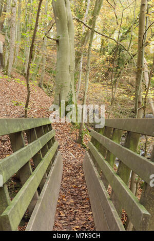 Vue de la passerelle en bois à Eller Beck avec les feuilles tombées, Skipton Skipton, Woods, North Yorkshire, Angleterre, Novembre Banque D'Images