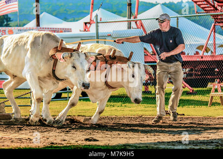 Chiania bœufs de concours de l'équipe tirant à l'Ohio Valley Fair qui a lieu chaque année à l'Bradford, VT, USA Fairgrounds. Banque D'Images