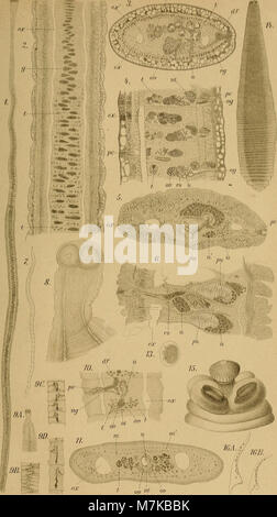 Archives de parasitologie (1905-1906) est une revue scientifique présentant des études sur les parasites, leur biologie et leurs effets sur les humains et les animaux, contribuant ainsi aux premières sciences parasitologiques. Banque D'Images