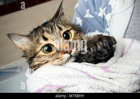 Un chat dans une serviette après le bain regarde avec horreur à l'état humide paw, image de fond Banque D'Images