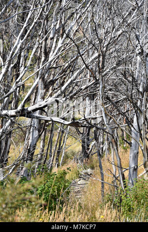 Des pics de montagne et les forêts de lengas brûlé des arbres dans la Cordon Olguin, Parc National Torres del Paine, Patagonie, Chili Banque D'Images