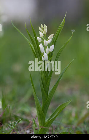 Cephalanthera longifolia, connue sous le nom d'helleborine à feuilles étroites, est une espèce d'orchidée originaire d'Europe et de certaines régions d'Asie. Il pousse dans les habitats boisés et est reconnu par ses feuilles minces et ses fleurs blanches. Banque D'Images