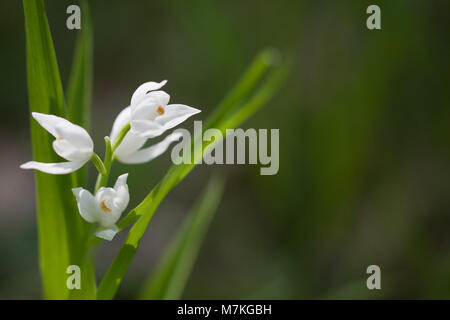 Cephalanthera longifolia, communément appelé Helleborine à feuilles étroites, est une espèce d'orchidée vivace originaire d'Europe et de certaines régions d'Asie, reconnue pour ses feuilles minces et ses fleurs blanches poussant dans les habitats boisés. Banque D'Images