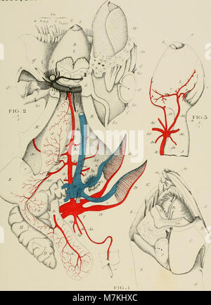 L'Atlas d'anatomie comparée des invertébrés de 1888 fournit des illustrations anatomiques détaillées et des descriptions des espèces d'invertébrés, soutenant des études scientifiques en zoologie et en biologie comparée. Banque D'Images