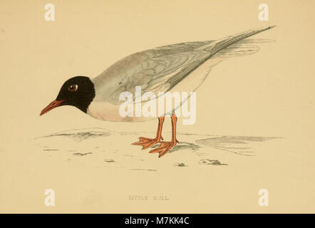 Une histoire de la oiseaux. Par le Rév. F.O. Morris (1862) (14564296458)