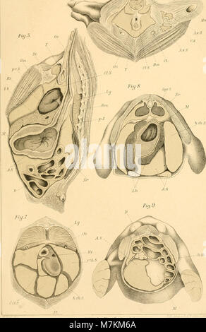 Une étude anatomique et physiologique de 1896 intitulée 'Beiträge zur Kenntnis der anatomie und physiologie der Athemwerkzeuge BEI den Vögeln', examinant le système respiratoire et les mécanismes respiratoires chez les oiseaux. Banque D'Images