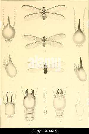 Beiträge zur Kenntnis der Land- und Süsswasserfauna Deutsch-Südwestafrikas. Ergebnisse der Hamburger deutsche-südwestafrikanischen 1911 Studienreise (1914-1916) (20175208510) Banque D'Images