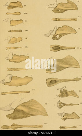 Beitrag zur Osteologie des Vogelschwanzes - der philosophischen dissertation inaugurale-Fakultät der Universität Bern zur Erklärung der Doctorwürde (1904) (20174666968) Banque D'Images