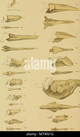 Beitrag zur Osteologie des Vogelschwanzes - der philosophischen dissertation inaugurale-Fakultät der Universität Bern zur Erklärung der Doctorwürde (1904) (20368787681) Banque D'Images