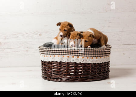 Adorable petit chiens rouges posant ensemble en studio. Trois chiots basenji mignon dans panier. Banque D'Images