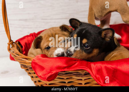 Portrait de deux petit chien en rouge panier. Close-up muselières de mignons petits chiots basenji. Banque D'Images