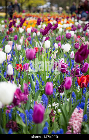 Le Keukenhof, Pays-Bas - 23 avril 2017 : Le Keukenhof est le plus grand jardin de fleurs dans le monde avec plus de 7 millions de fleurs en fleurs. Hu Banque D'Images