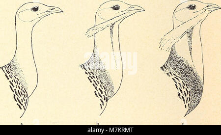 Le volume 1964 de la revue « Bonner zoologische Beiträge », publié par le Zoologisches Forschungsinstitut und Museum Alexander Koenig à Bonn, présentant des études zoologiques originales et des notes. Bibliothèque du patrimoine de la biodiversité+1 Banque D'Images