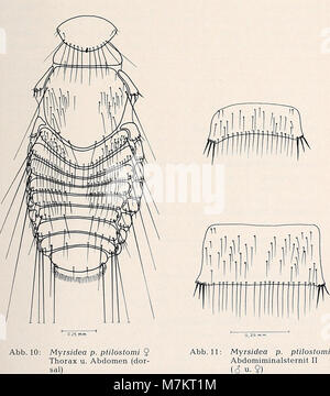 Une deuxième entrée pour le volume 1974 de la revue « Bonner zoologische Beiträge », du Zoologisches Forschungsinstitut und Museum Alexander Koenig à Bonn, axée sur des articles de recherche zoologique. Bibliothèque du patrimoine de la biodiversité Banque D'Images