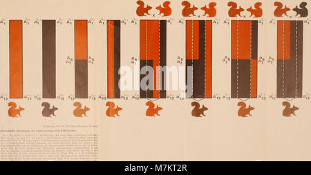 Le volume 1978 de la revue « Bonner zoologische Beiträge », publié par le Zoologisches Forschungsinstitut und Museum Alexander Koenig à Bonn, qui fournit des articles de recherche zoologique en allemand, anglais ou espagnol. Bibliothèque du patrimoine de la biodiversité+1 Banque D'Images
