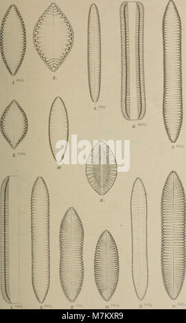 Botanische Jahrbücher für Systematik und, Pflanzengeschichte Pflanzengeographie (1904) (19780213354) Banque D'Images