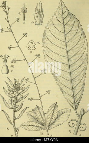 Botanische Jahrbücher für Systematik und, Pflanzengeschichte Pflanzengeographie (1907) (19780260564) Banque D'Images