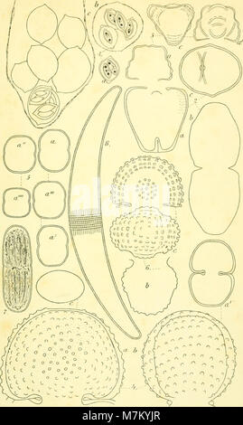 Botaniska studier, tellägnade F. R. Kjellman den 4 novembre 1906 (1906) (19781798574) Banque D'Images