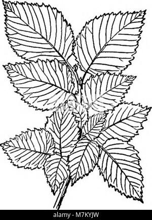 Botanique toute l'année ; un texte utile-livre pour les écoles (1903) (20538324448) Banque D'Images