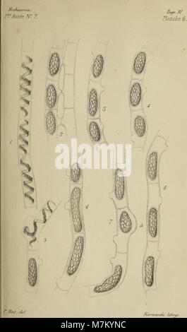Brebissonia, les entretiens de illustrée de botanique cryptogamique et lisaa végétale (1879) (19786943483) Banque D'Images