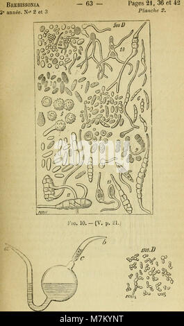 Brebissonia, les entretiens de illustrée de botanique cryptogamique et lisaa végétale (1879) (20221219609) Banque D'Images