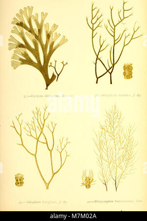 « British Sea-Weeds », comme illustré dans « Phycologia Britannica » du professeur Harvey de 1872, fournit des illustrations botaniques détaillées des espèces d'algues trouvées le long des côtes britanniques, contribuant à la botanique marine. Banque D'Images