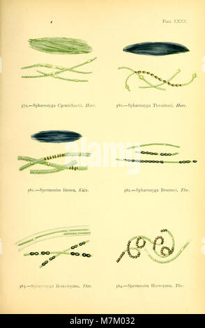 British des algues, tiré de Le professeur Harvey's 'Phycologia Britannica' (1872) (20410185622) Banque D'Images