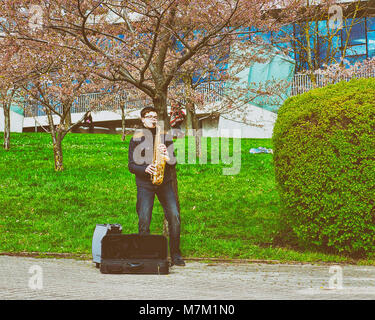 Vilnius, Lituanie - 23 Avril 2016 : le saxophoniste de Sakura ou cerisiers en fleurs fleurs jardin au printemps, Vilnius, en Lituanie Banque D'Images