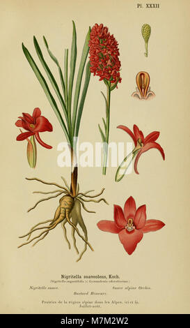 L'album des orchidées de l'Europe centrale et septentrionale (1899) présente des planches illustrées d'espèces d'orchidées d'Europe centrale et septentrionale, détaillant la morphologie et la distribution pour référence botanique. Banque D'Images