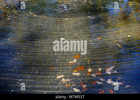 Jardin Botanique de New York, dans le Bronx, New York, USA : les feuilles d'automne flottant dans une fontaine avec des ondulations de l'eau formant un modèle circulaire. Banque D'Images