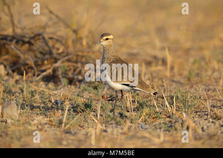 Lapwing sociable ou Pluvier sociable (Vanellus gregarius) adulte dans le plumage non-reproducteur dans la région de Kutch du Gujarat, en Inde Banque D'Images