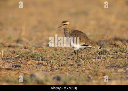 Lapwing sociable ou Pluvier sociable (Vanellus gregarius) adulte dans le plumage non-reproducteur dans la région de Kutch du Gujarat, en Inde Banque D'Images