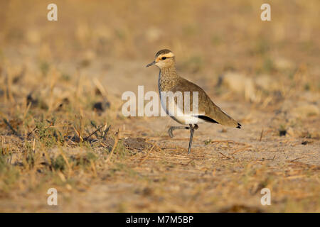 Lapwing sociable ou Pluvier sociable (Vanellus gregarius) adulte dans le plumage non-reproducteur dans la région de Kutch du Gujarat, en Inde Banque D'Images