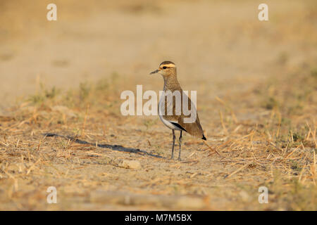 Lapwing sociable ou Pluvier sociable (Vanellus gregarius) adulte dans le plumage non-reproducteur dans la région de Kutch du Gujarat, en Inde Banque D'Images