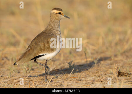 Lapwing sociable ou Pluvier sociable (Vanellus gregarius) adulte dans le plumage non-reproducteur dans la région de Kutch du Gujarat, en Inde Banque D'Images