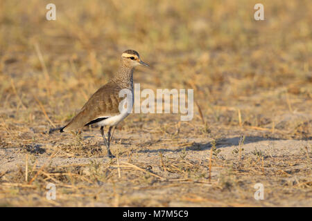 Lapwing sociable ou Pluvier sociable (Vanellus gregarius) adulte dans le plumage non-reproducteur dans la région de Kutch du Gujarat, en Inde Banque D'Images