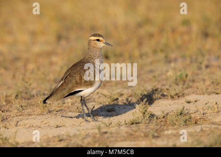 Lapwing sociable ou Pluvier sociable (Vanellus gregarius) adulte dans le plumage non-reproducteur dans la région de Kutch du Gujarat, en Inde Banque D'Images