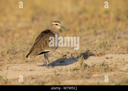 Lapwing sociable ou Pluvier sociable (Vanellus gregarius) adulte dans le plumage non-reproducteur dans la région de Kutch du Gujarat, en Inde Banque D'Images