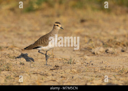Lapwing sociable ou Pluvier sociable (Vanellus gregarius) adulte dans le plumage non-reproducteur dans la région de Kutch du Gujarat, en Inde Banque D'Images